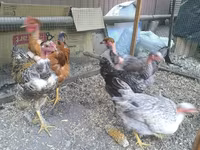 Chickens — Foto 5