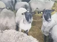 Ոչխար, Romanov sheep — լուսանկար 6