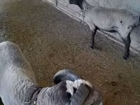 Ոչխարներ (խումբ, սեռը նշված չէ), Merino sheep — լուսանկար 1