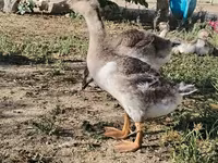 Geese — 1-сурет