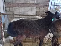 كبش, Blackheaded Persian sheep — الصورة 3
