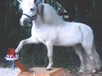 Էգ ձի, Miniature horse — լուսանկար 8