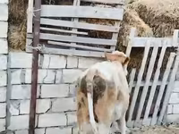 Ցուլ, Խոշոր եղջերավոր — լուսանկար 3