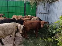 ثور, الماشية — الصورة 5