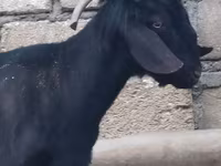 Billy Goat, Anatolian Black goats — photo 2