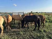 Бие, Horse breed — 7-сурет