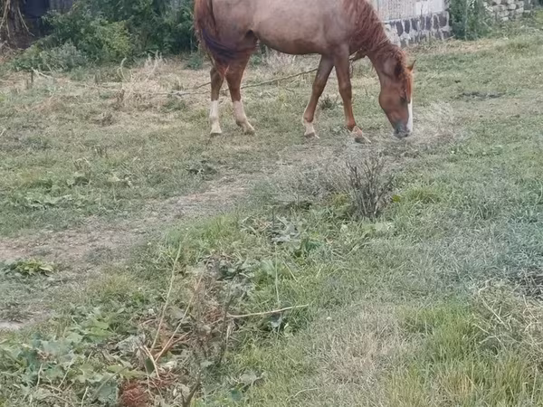 Էգ ձի, Ձիեր — Հայաստան