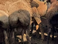 Խոյ, Arashan sheep — լուսանկար 5
