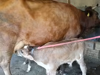 Կով, Red Estonian cattle — լուսանկար 4