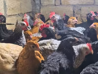 Chickens — 照片 3