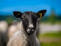 Խոյ, Romanov sheep — լուսանկար 1