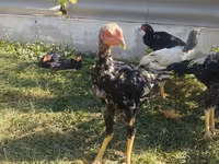 Chickens — photo 1