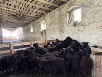 Schaf, Romanov sheep — Foto 3