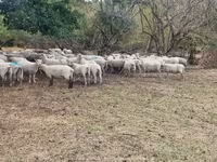 Ոչխար, Baerchuke sheep — լուսանկար 3