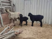 Ovelha, Arashan sheep — foto 6