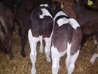 ԽՍԿ (խումբ, սեռը նշված չէ), Simmental cattle — լուսանկար 5