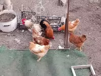 Chickens — լուսանկար 2