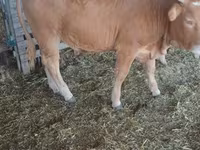 सांड, Simmental cattle — फ़ोटो 3