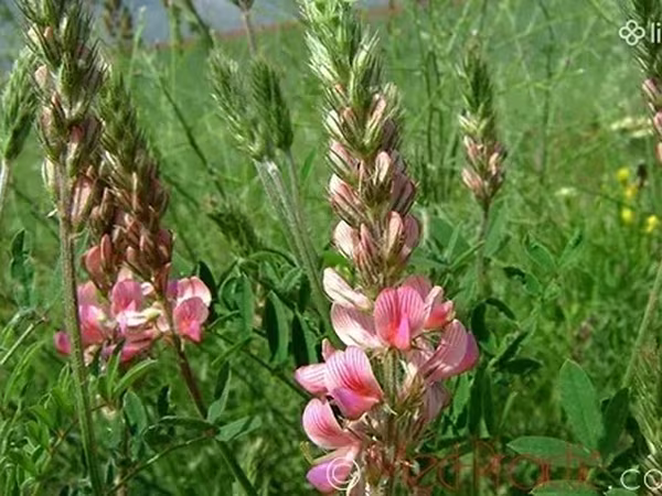Կորնգանի խոտ, առաջին քաղ
