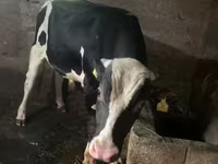 Bull, Russian Black pied cattle — photo 2