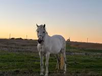 Mare, Horses — photo 1