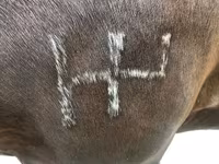 公马, Percheron — 照片 4