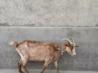 母山羊, Alpine goat — 照片 2