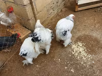 براهما — الصورة 3