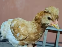 Chickens — 2-сурет