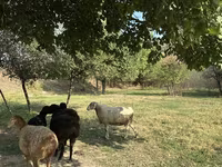 Ոչխար, Ոչխարներ — լուսանկար 7
