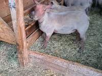 Ram, Rouge de l’Ouest sheep — photo 2