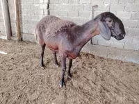 Ոչխարներ (խումբ, սեռը նշված չէ), Blackheaded Persian sheep — լուսանկար 5