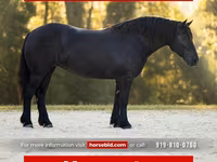 母马, Percheron — 照片 1