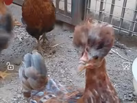 بوربونيز — الصورة 2
