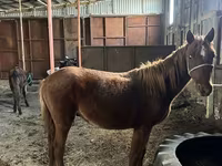 Cavalo, Cavalos — foto 1