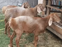 Ոչխար, Arashan sheep — լուսանկար 6