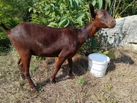 Ешкі, Murcia-Granada goats — 2-сурет