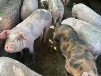 Sow, Pigs — photo 4