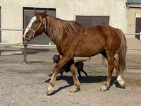 Ձի, Kustanai horse — լուսանկար 5