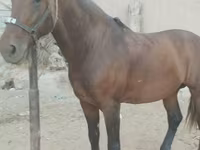 Ձի, Kyrgyz Horse — լուսանկար 1