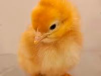 Chickens — Foto 4