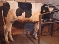 بقرة, Russian Black pied cattle — الصورة 1
