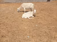 Էգ այծ, Toggenburg goat — լուսանկար 4
