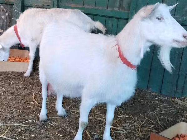 Էգ այծ, Pomellata goat