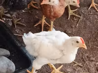 Chickens — Foto 2