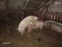 Էգ խոզ, Խոզեր — լուսանկար 3