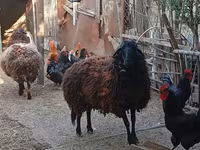 Ոչխար, Karabakh sheep — լուսանկար 2