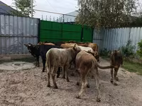 ثور, الماشية — الصورة 8