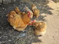 ऑर्पिंग्टन — फ़ोटो 4