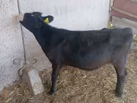 بقرة, Russian Black pied cattle — الصورة 1